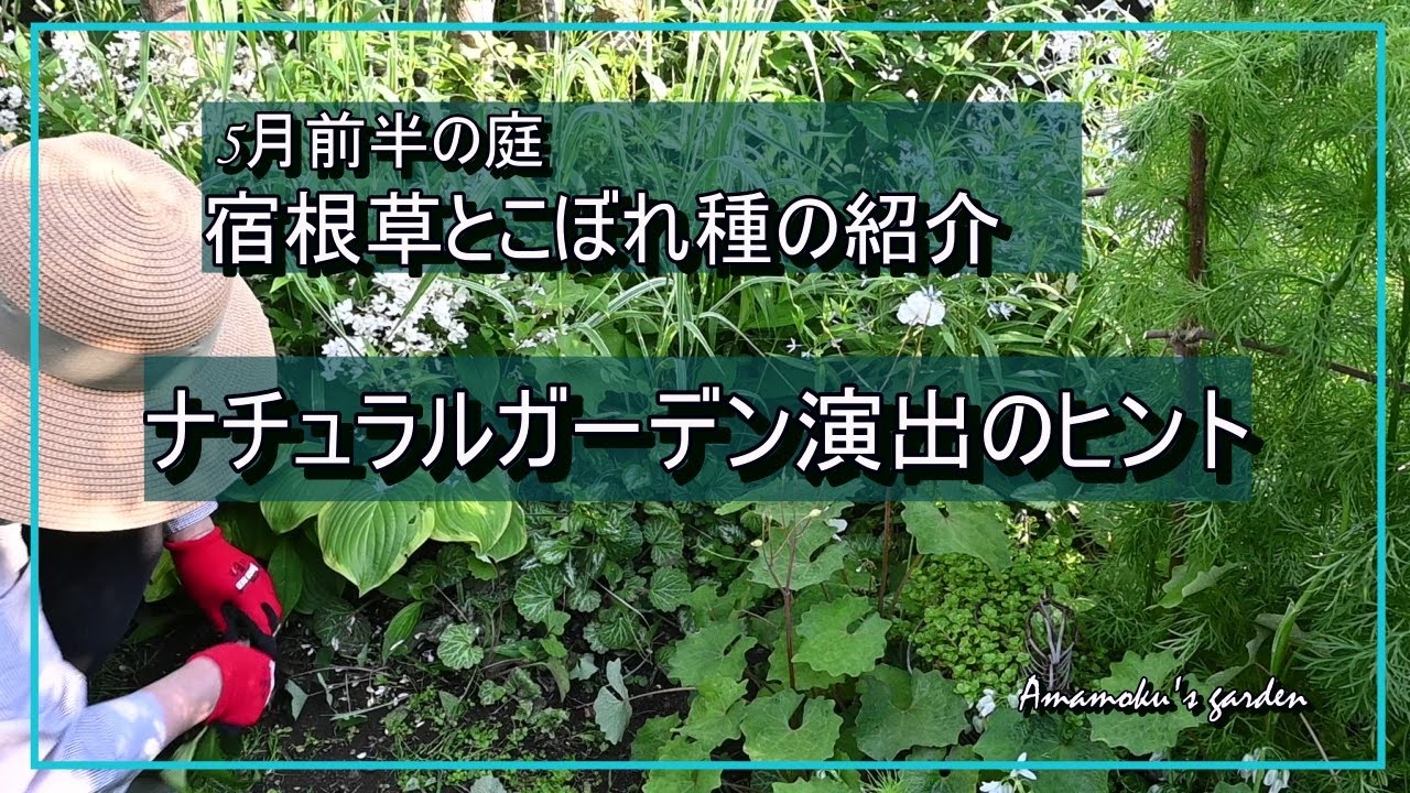 5月前半の庭 ナチュラルガーデン演出のヒント ガーデニング カモミールティー 枝の支柱 山野草 宿根草 こぼれ種 暮らしを楽しむvlog Youtube