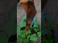 Dikebun kecil ini #shortsvideo #youtubeshorts #viralvideo