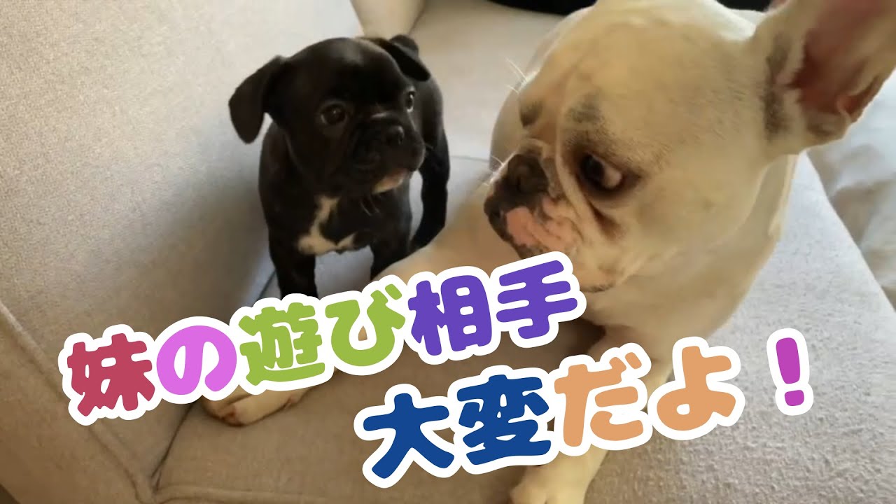 兄たん返ちて 威厳を保つため妹のベッドを占拠したフレブル兄ちゃん ねだられ結局退散 優しいね 動画 21年8月2日 エキサイトニュース