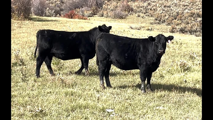 Herd Quitter® Minute - Raising Replacement Heifers