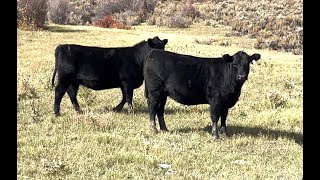 Herd Quitter® Minute - Raising Replacement Heifers