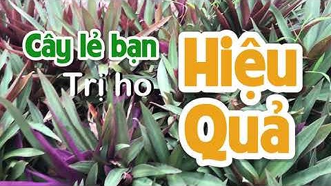 Trị viêm phổi, ho ra máu, đái ra máu từ cây lẽ bạn (sò huyết)