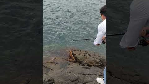 Karadeniz 'de kıyıdan istavrit avı!