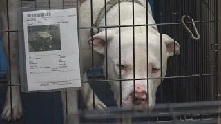 No-confidence vote anticipated as director blamed for St. Louis County animal shelter issues