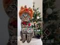 初のクリスマスでトナカイ役で今これ🐾#shorts