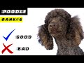 Standard Poodle Pros And Cons | The Good And The Bad