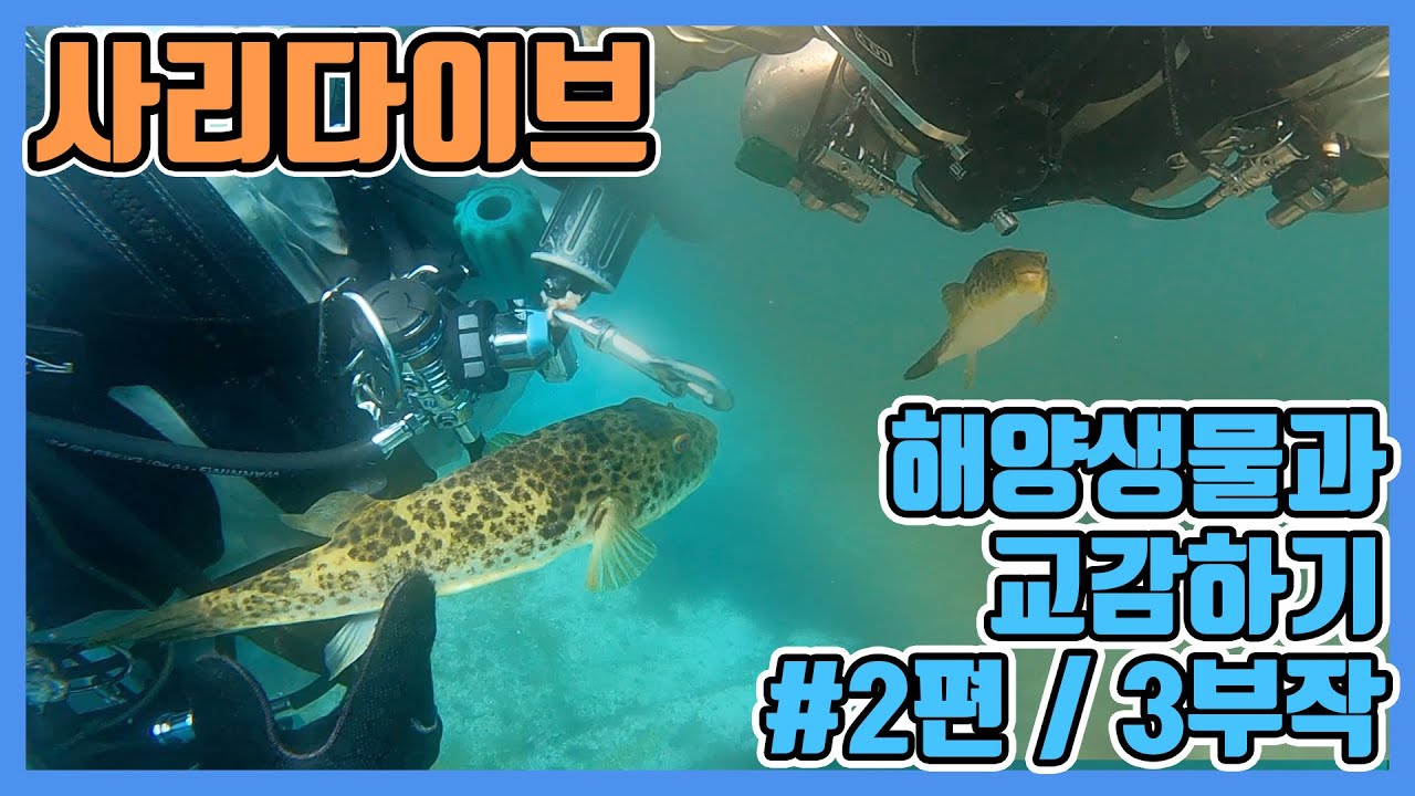 201 Log. 3부작/2화  문어 황복 해양생물과 교감하기  / 이수의 다이브로그 / 사이드마운트/ 스쿠바다이빙 영상 로그북