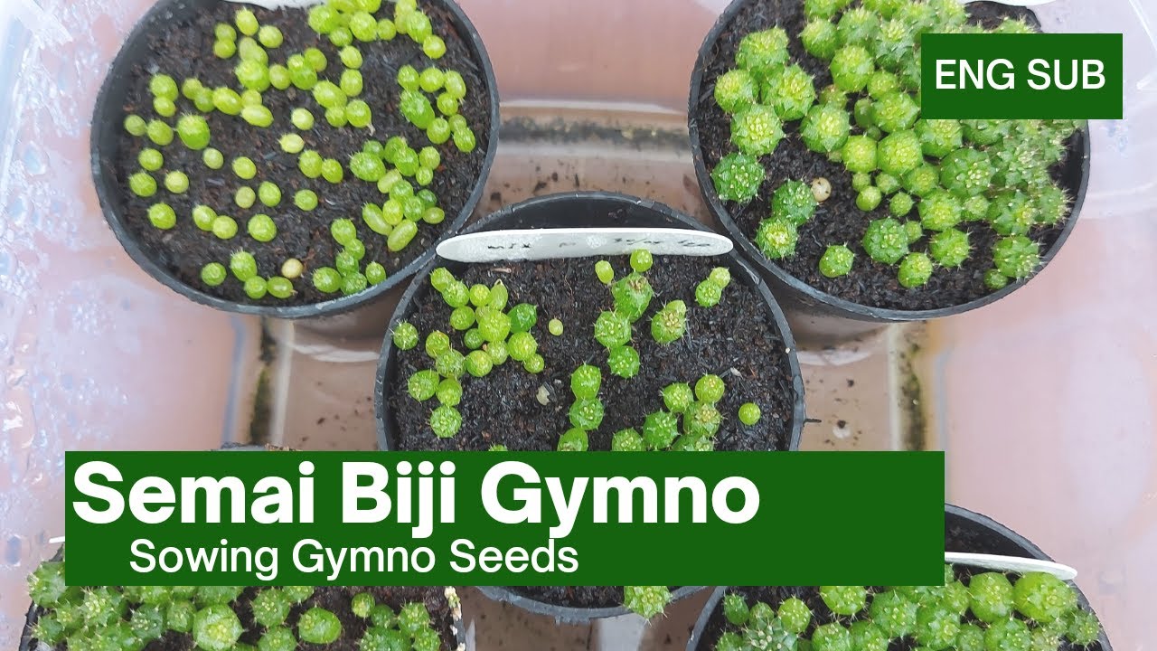 Cara Semai Biji Gymno [ENG Sub] Cactus Gymno Propagation
