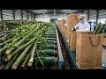 This Giant Factory Turns Bamboo Into Millions of Paper Bags Daily!