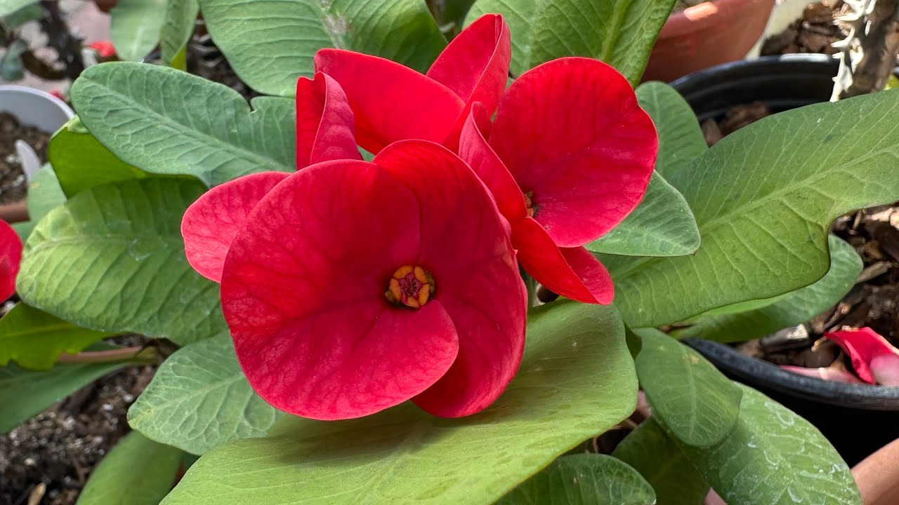 Fecha de transplante para marzo 2026