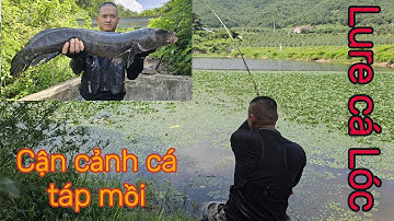 Câu lure Cá Lóc ở Hàn Quốc. Hành Trình Đi Săn Hugo Tập 4