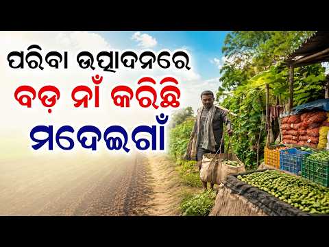 Organic Success: How Madeigaon Farmers In Nabarangpur Became Self-Reliant Via Vegetable | Argus News