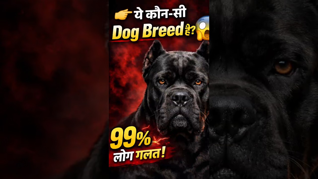 👉 ये कौन-सी Dog Breed है? 😱99% लोग गलत! 