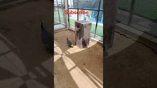 camera shy Guinea fowl #birds #guineafowl #nature