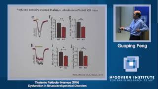 Guoping Feng, Thalmic Reticular Nucleus Dysfunction: McGovern Institute Symposium