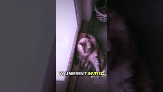 #people #comeover #never #invite #catsoftiktok #ew #cats #catlover #funnyvideo #cutecat #sitting
