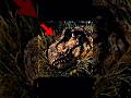 Jurassic World Rebirth T Rex Has Insane Aura Jurassicworld Jurassicworldrebirth Edit Shorts Jurassic World Rebirth T Rex Has Insane Aura Jurassicworld Jurassicworldrebirth Edit Shorts
