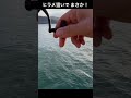 【アジ泳がせ】ヒラメ狙ってたらまさかの！！#shorts