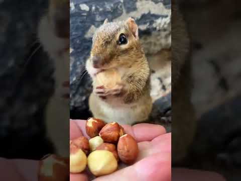 سنجاب لطيف يأكل كمية كبيرة من البندق