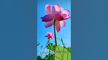 الذي خلقني فهو يهدين#قران_كريم #سورة_الشعراء #سورة_ابراهيم #عبدالله_موسى #تلاوة_خاشعة #foryoupage