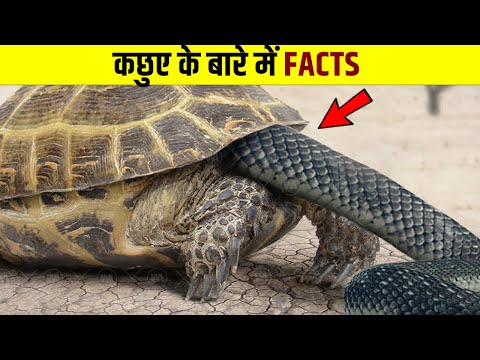 Video: Har skildpadden plastron?
