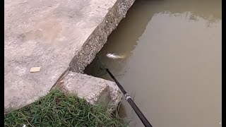 Electric Fishing 20190227 #1