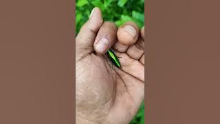 Asian beetles you've never seen🪲 please subscribe 🙏🙏
