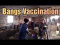 Brucellosis Vaccination Time