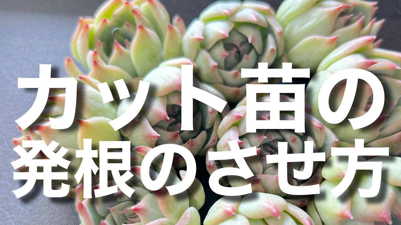 【多肉植物】1日でも早く発根させる2つの方法　根の無いカット苗の管理方法　＃多肉＃多肉植物＃多肉の育て方