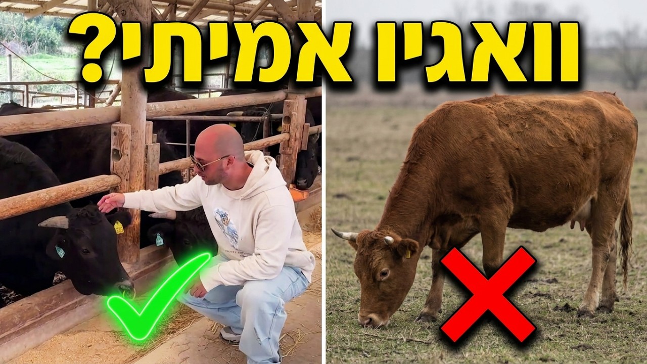 למה סטייק אחד עולה כמו מכונית? נכנסתי לקודש הקודשים של יפן