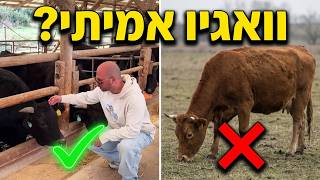למה סטייק אחד עולה כמו מכונית? נכנסתי לקודש הקודשים של יפן
