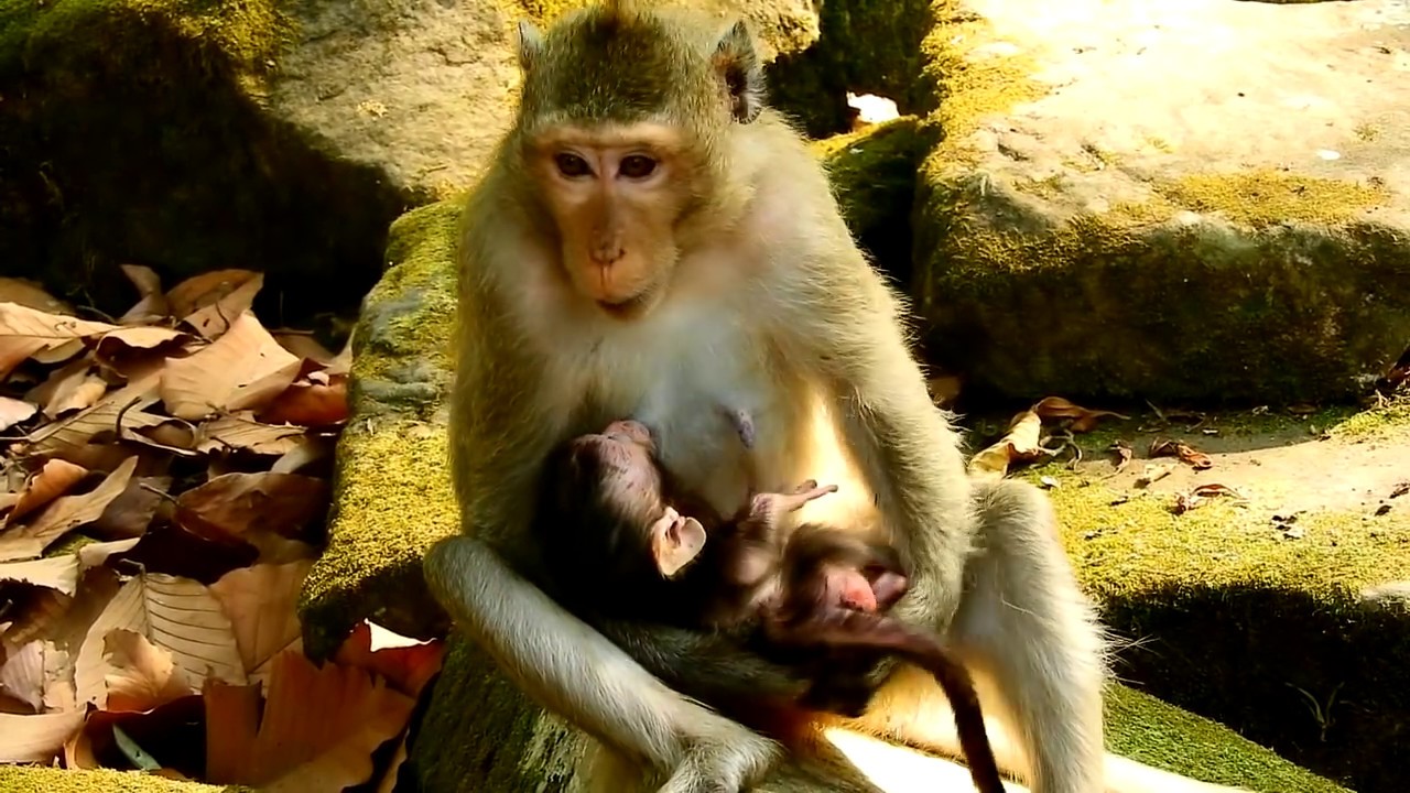 foundry Mom monkey Worry about newborn