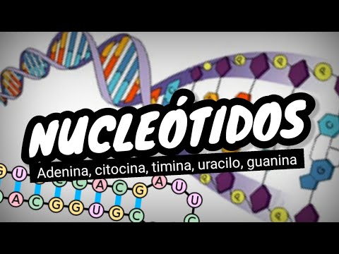Video: ¿Por qué se forma un nucleótido?
