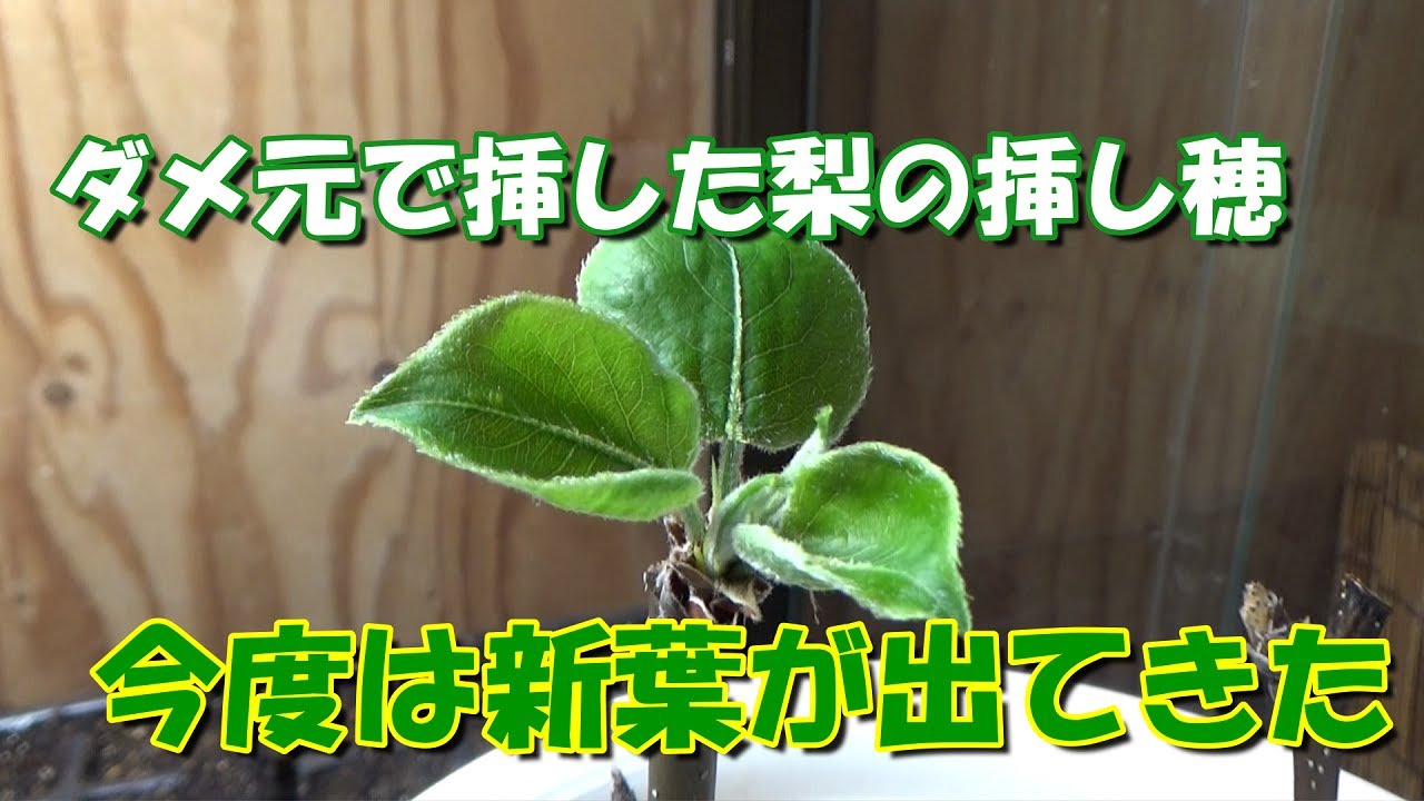 オーダーページ リンゴ、西洋梨、クリ、梅、果樹の枝各種、挿し穂