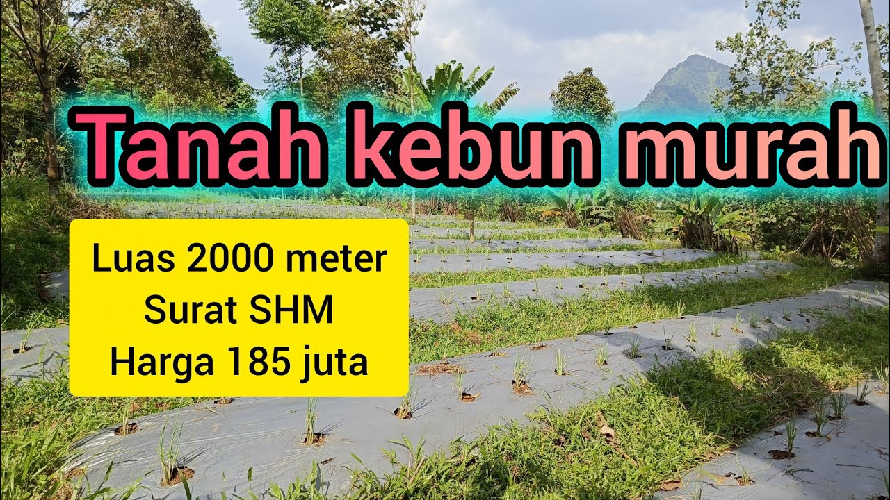 Dijual tanah kebun datar akses mobil view bagus dan ada kolam ikannya 