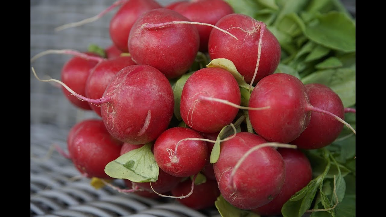 Brassicales Production Pt2 III: Root Brassicales Production