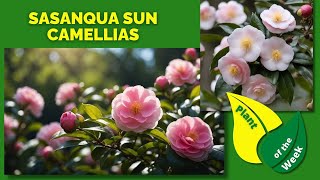 Download Lagu Sasanqua Camellia | Zon Camellia's | Groenblijvende struiken MP3 Download Lagu Sasanqua Camellia | Zon Camellia's | Groenblijvende struiken MP3
