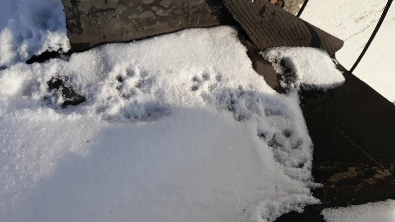 Чупакабра в Беларуси. Кто она? - YouTube