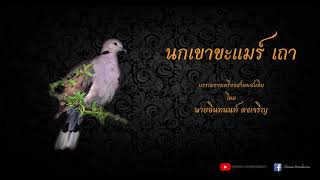 นกเขาขะแมร์ เถา - Nokkhao Khmaer Tao