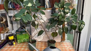 Посадкавоздушных отводок🌸камелии!