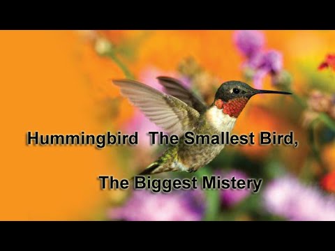 #হামিংবার্ড ক্ষুদ্রতম পাখি, বৃহত্তম বিস্ময়! Hummingbird The Smallest
