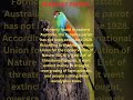 PARADISE PARROT, THE EXTINCT BIRD #extinctanimals #animalfacts #didyouknow #fats #shorts #education