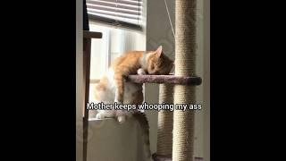 Really needed that battle pass #cat #georgieebom #funny #fyp #meme