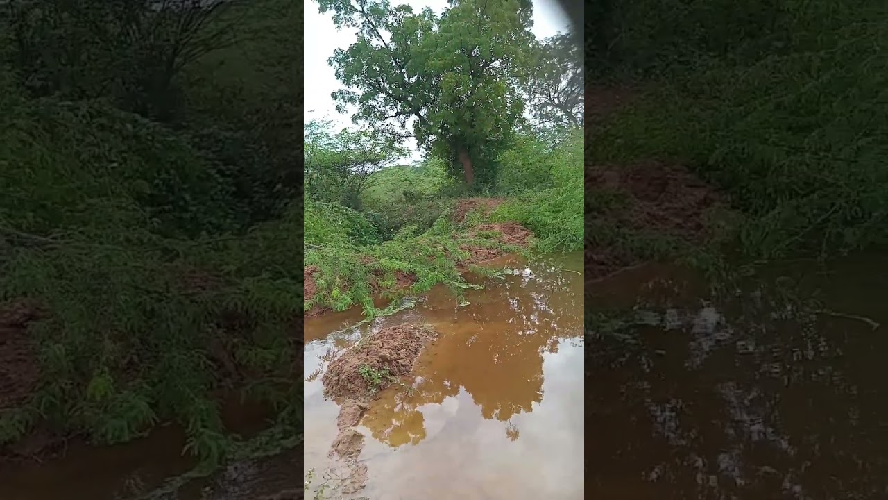 Kothaga  genalu vesanu