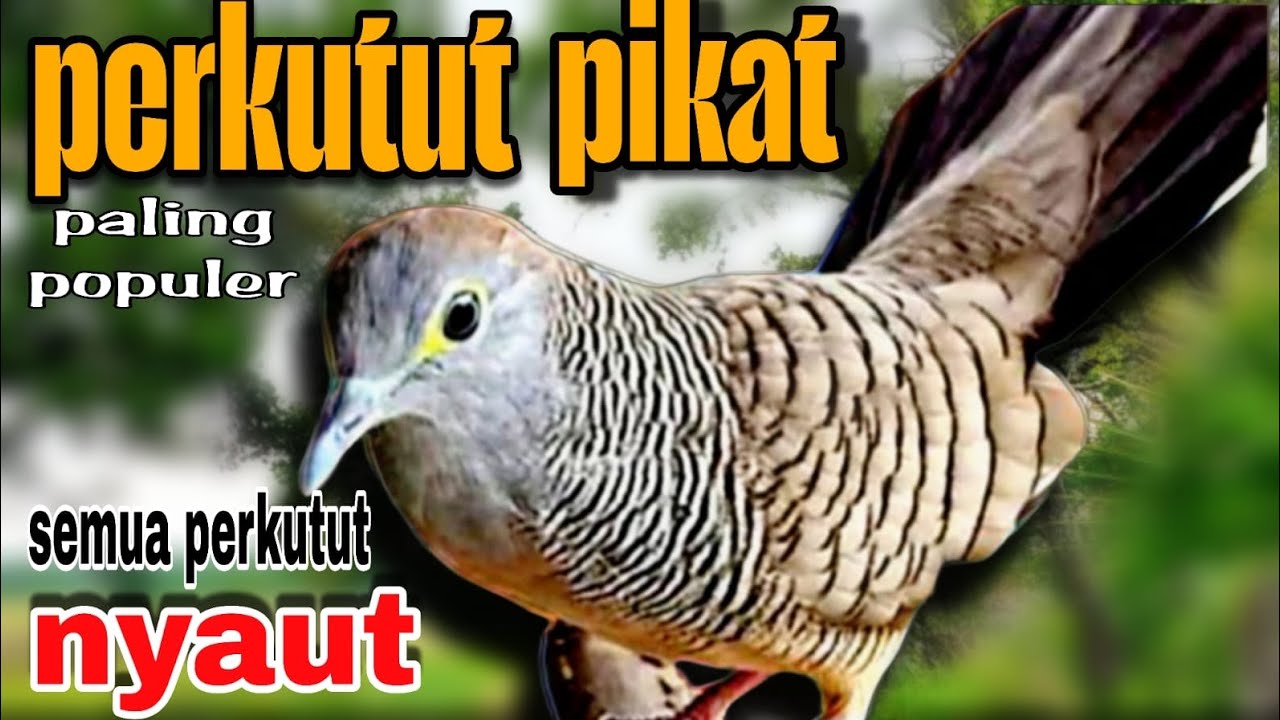 Perkutut lokal gacor suara pikat