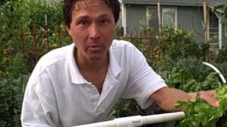 Sustainable Harvesting - How to maximize harvest of your leafy green vegetables
