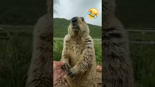 Bobber 😂 Top moments Funny moments #shorts