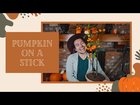 Pumpkin on a Stick | Repotting, Care and Handling Tips & Tricks