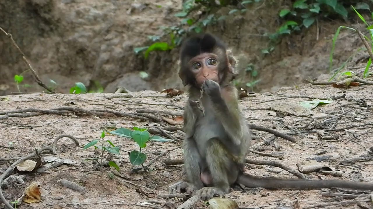 Today, monkey Mary is playing alone  She is so cute  Kley is picking fruit