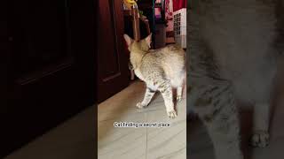 secret hideout #cat #kitten #viralvideo #youtubeshorts